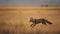 Swift Fox\\\'s Energetic Dash Across the Great Plains