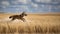 Swift Fox\\\'s Energetic Dash Across the Great Plains