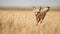 Swift Fox\\\'s Energetic Dash Across the Great Plains