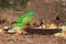 Swift parrot