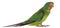 Swift Parrot, Lathamus discolor, 2 years old