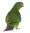 Swift Parrot, Lathamus discolor, 2 years old