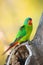 The swift parrot Lathamus discolor Sitting in the hollow trunk with a yellow background. Green parrot near the cavity