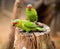 Swift parrot portrait