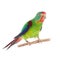 Swift Parrot on white background