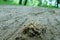 Swift runner ants (Cataglyphis) at entrance to underground anthill