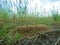 Swift runner ants (Cataglyphis) at entrance to underground anthill