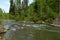 A swift stream of a small mountain river flowing around stones through a coniferous forest on a sunny summer day