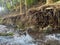 a swift stream of water with large and small rocks as well as earthen walls and tree roots beside it