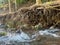 a swift stream of water with large and small rocks as well as earthen walls and tree roots beside it