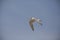 Swift tern