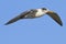 Swift Tern