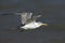 Swift Tern