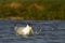 Swift Tern