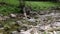 Swift water flow in small mountain river, trees along the river bank