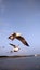 Swiftlet gulls migrate back home base