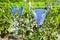 Swim suits dry in green orchard in Sicily