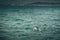 Swimmer hand while training at sea. mountains in background