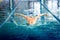 Swimmer performing the butterfly stroke at indoor swimming competition