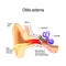 Swimmer`s ear. Otitis externa