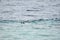 A Swimmer Snorkeling In Ocean Water