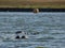 Swimmer swimming with ducks on pennington flash, photo taken in the UK