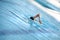 Swimmer swimming front crawl