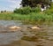 swimmer under water in the river