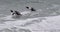 Swimming African penguins (spheniscus demersus)