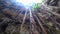 Swimming along the roots and looking up in the cenote `San Lorenzo Oxman` near Valladolid, Mexico