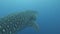 Swimming alongside a Huge Whale shark, Darwin Arch, Galapagos