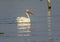 Swimming American white Pelican