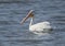 Swimming American White Pelican