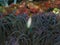 Swimming anemone fish at underwater