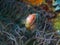 Swimming anemone fish at underwater