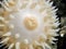 Swimming Anemone (Stomphia didemon)