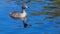 Swimming Australasian Grebe in Perth