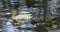 Swimming Australian Wood Duck, Chenonetta jubata 4K