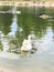 Swimming Away Double Ducks in a Pond