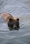 Swimming Bear