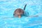 Swimming beautiful dolphin