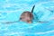 Swimming beautiful dolphin