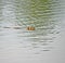 Swimming Beaver