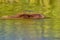 Swimming beaver in sunset reflections