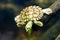 Swimming Bellinger River snapping turtle or Myuchelys georgesi in NSW Australia