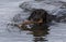 Swimming black labrador retriever with big stick in the mouth