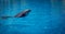Swimming bottlenose dolphins