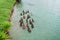 Swimming brown flock of ducks in green water lake near green glass filed