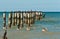 swimming brown pelicans and resting double-crested cormorants on wood pilings