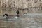 Swimming Canada Geese